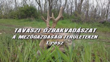 Tavaszi ozbakvadaszat a mezogazdasagi teruleteken 1