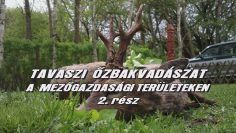 Tavaszi ozbakvadaszat a mezogazdasagi teruleteken 2