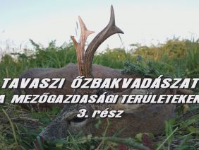 Tavaszi ozbakvadaszat a mezogazdasagi teruleteken 3