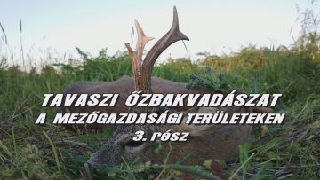 Tavaszi ozbakvadaszat a mezogazdasagi teruleteken 3