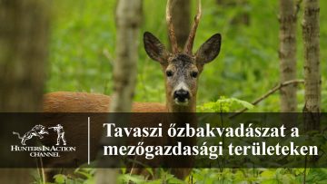 Tavaszi-őzbakvadászat-a-mezőgazdasági-területeken