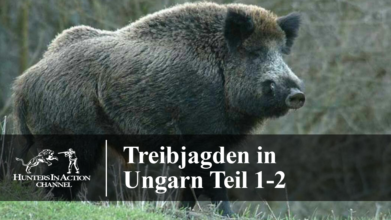 Treibjagden-in-Ungarn-Teil-1-2