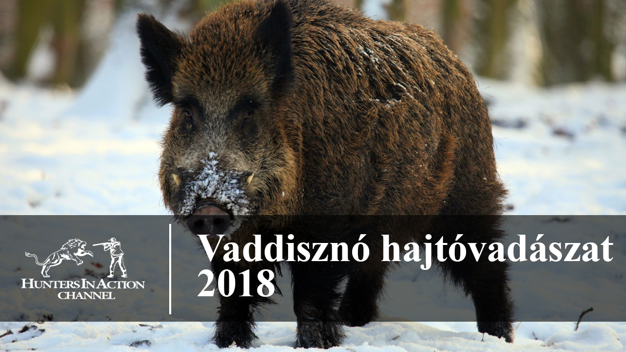 Vaddisznó-hajtóvadászat-2018