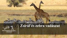 Zsiráf-és-zebra-vadászat