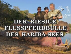 der-riesige-flusspferdbulle-des-kariba-sees